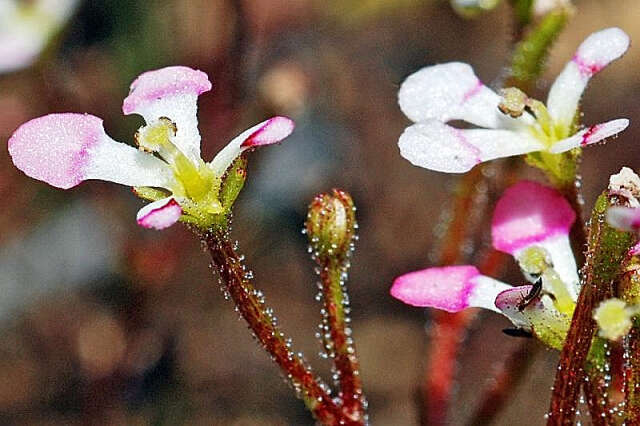 Sivun Stylidium kuva