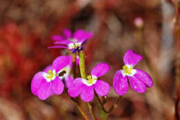 Sivun Stylidium kuva