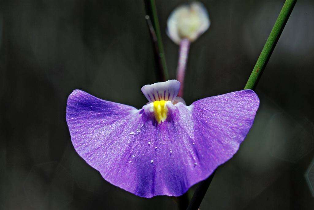 Image de Utricularia volubilis R. Br.