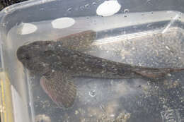 Image of Giant triplefin