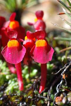 Image of Utricularia menziesii R. Br.