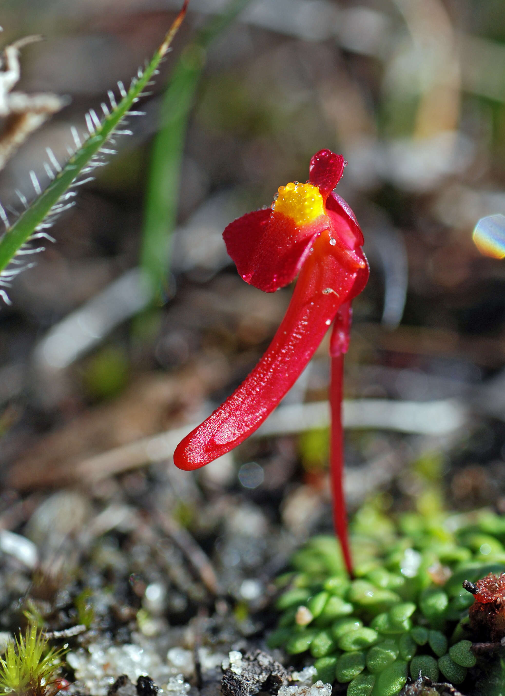 Image of Utricularia menziesii R. Br.