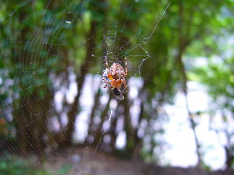 Image of Garden spider