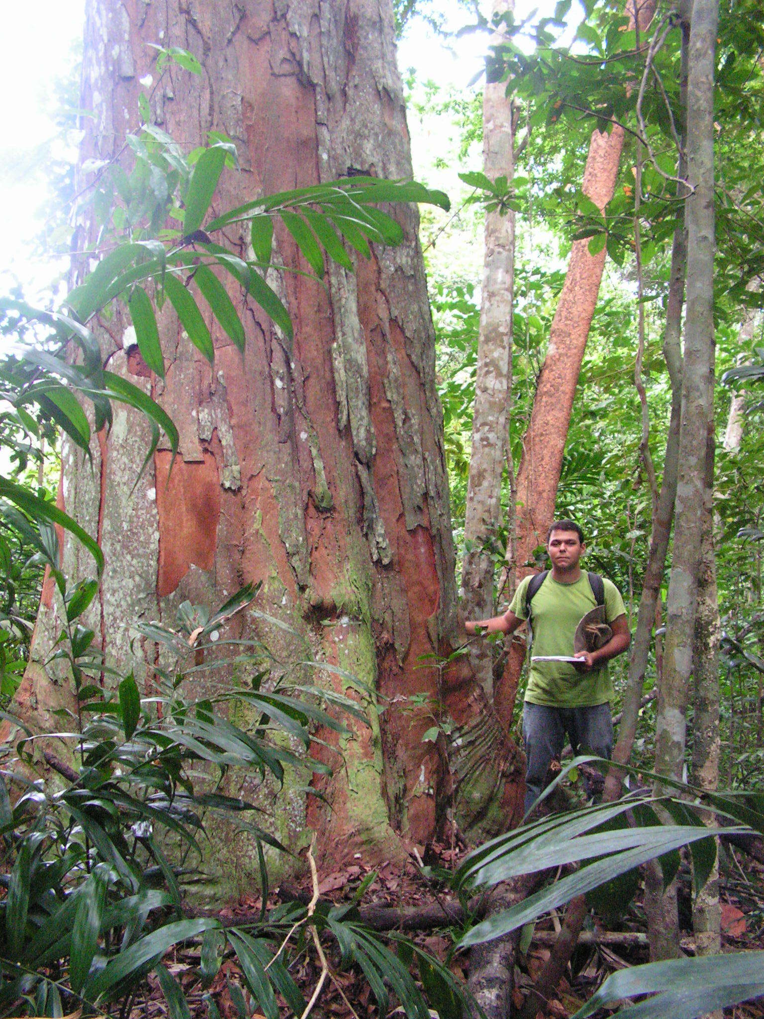 Image of Virola gardneri (A. DC.) Warb.