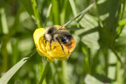 Image of Bombus pyrenaeus Pérez 1879