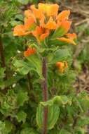 Image of Monterey Indian paintbrush