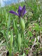 Image of Iris furcata M. Bieb.