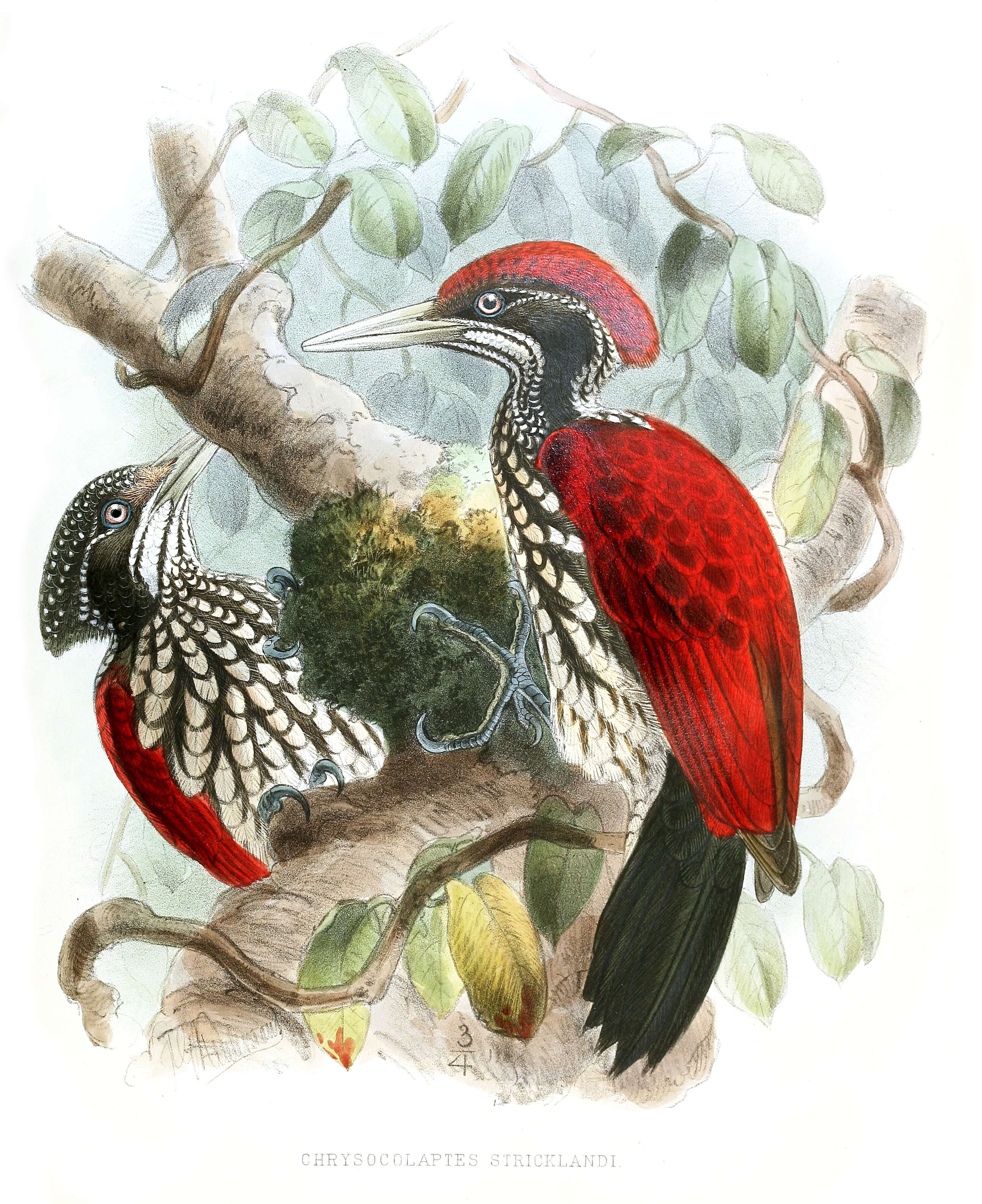 Image of Chrysocolaptes Blyth 1843
