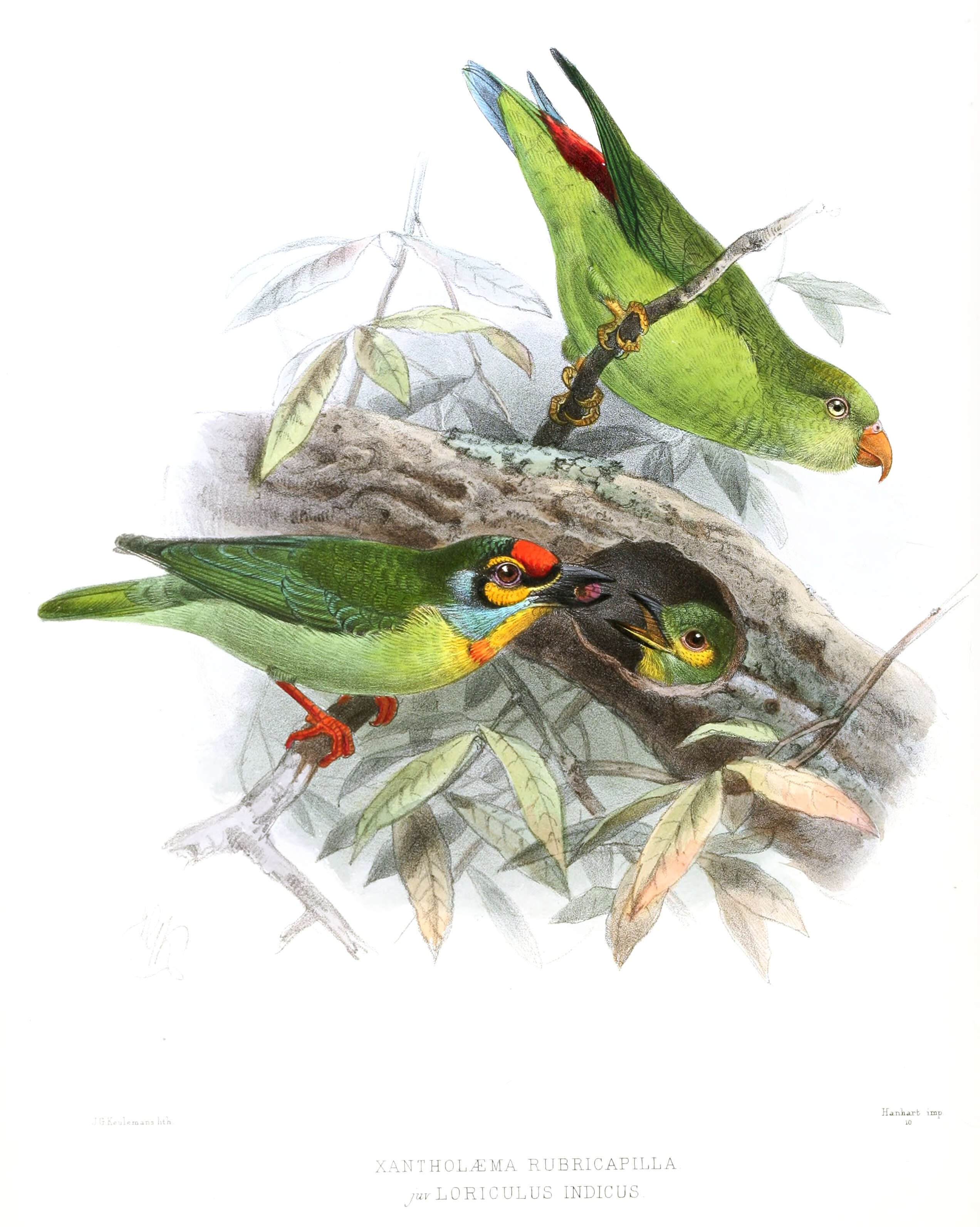 Image of Asian barbets