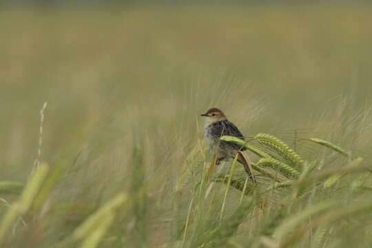 Image of Lesser Black-backed Cisticola