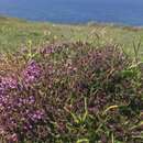 Image of creeping thyme