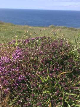 Слика од Thymus praecox subsp. britannicus (Ronniger) Holub