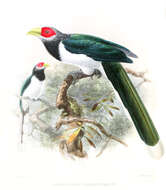 Image of Red-faced Malkoha