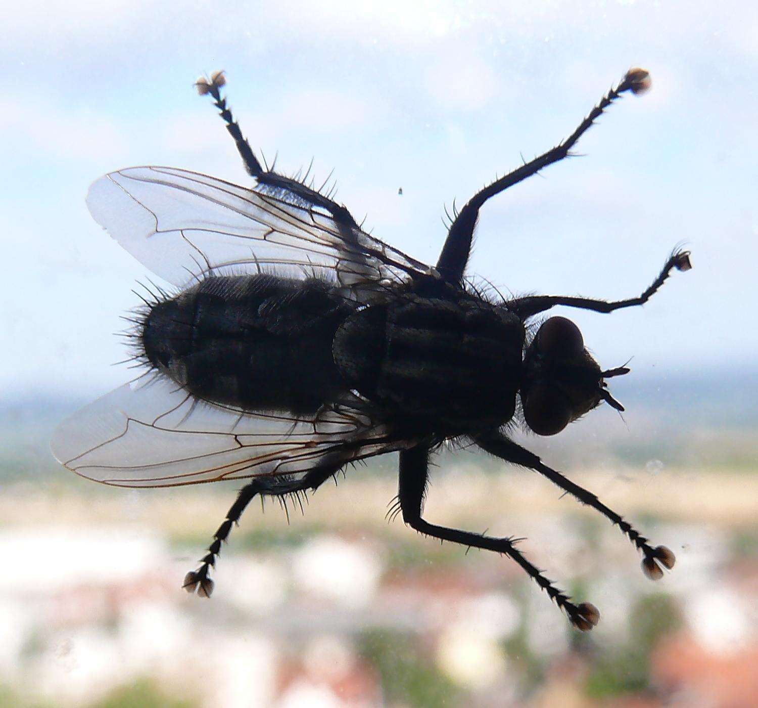 صورة Sarcophaga carnaria (Linnaeus 1758)