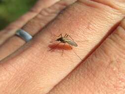 Image of Aedes albifasciatus (Macquart 1838)