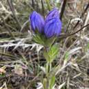 Image of Elliott's gentian