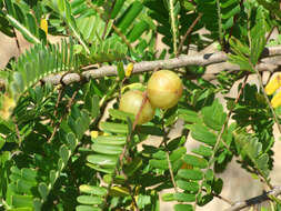 Plancia ëd Phyllanthus emblica L.