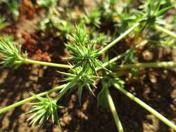 Image of Eryngium coquimbanum Phil.