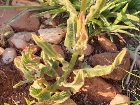 Image of Asclepias fallax (Schltr.) Schltr.