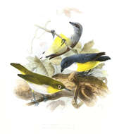 Image of Legge's Flowerpecker