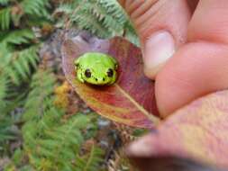 Image of Boettger's Reed Frog