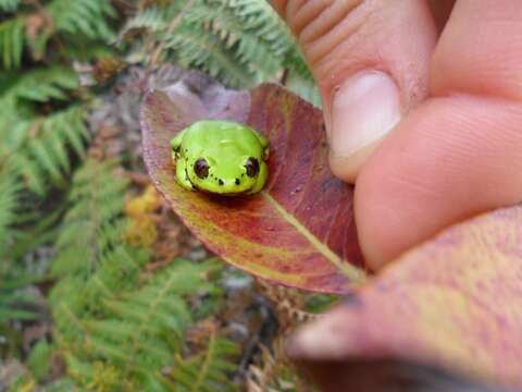 Image of Boettger's Reed Frog