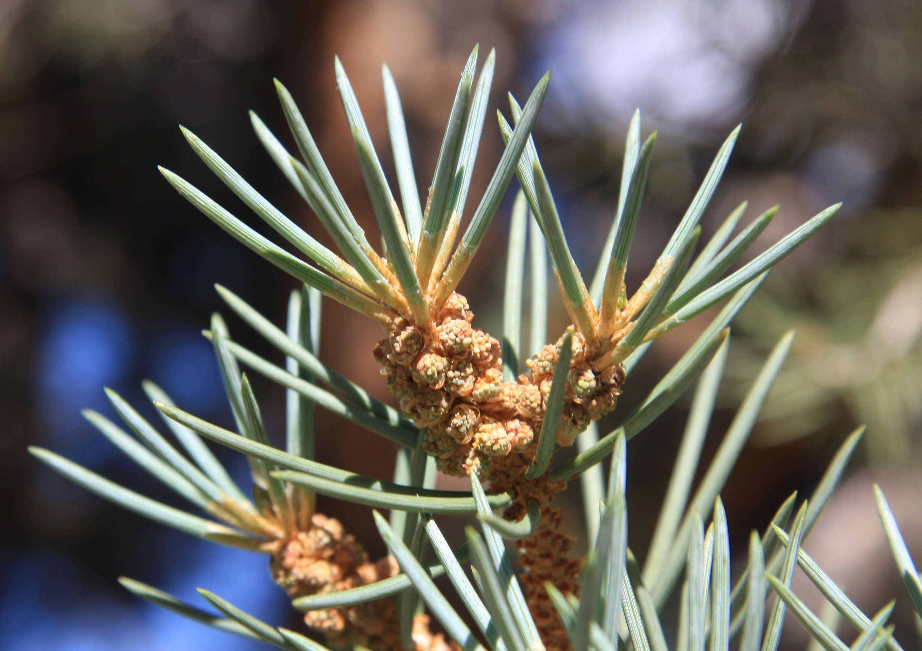 Image of singleleaf pinyon