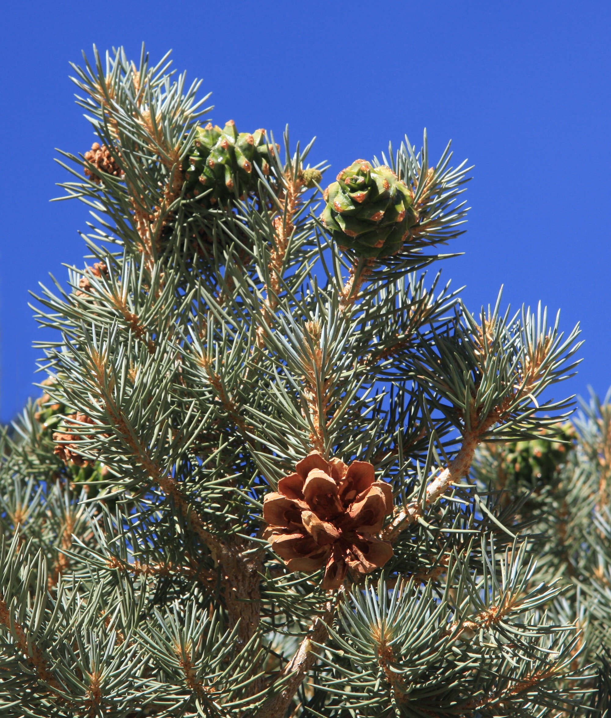 Image of singleleaf pinyon