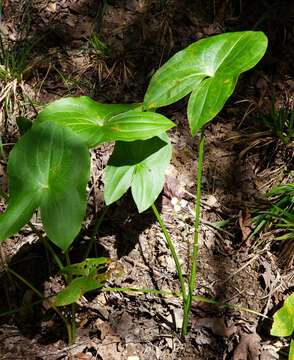 Imagem de Sagittaria australis (J. G. Sm.) Small