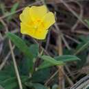 Image of pine barren frostweed