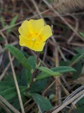 Image of pine barren frostweed