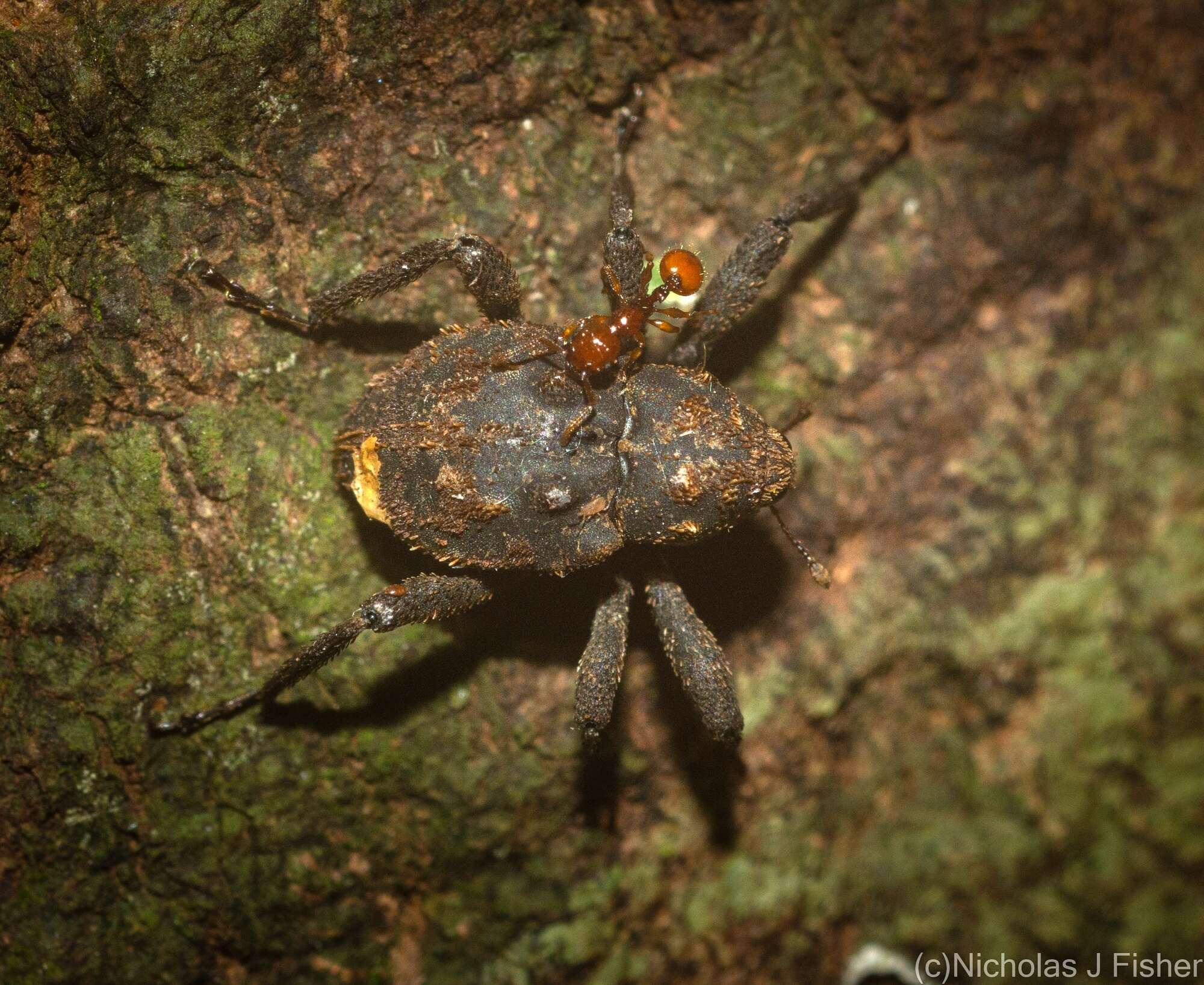 Image of Paleticus subereus Lea 1898