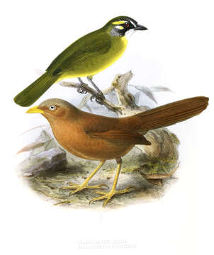 Image of Leiothrichidae