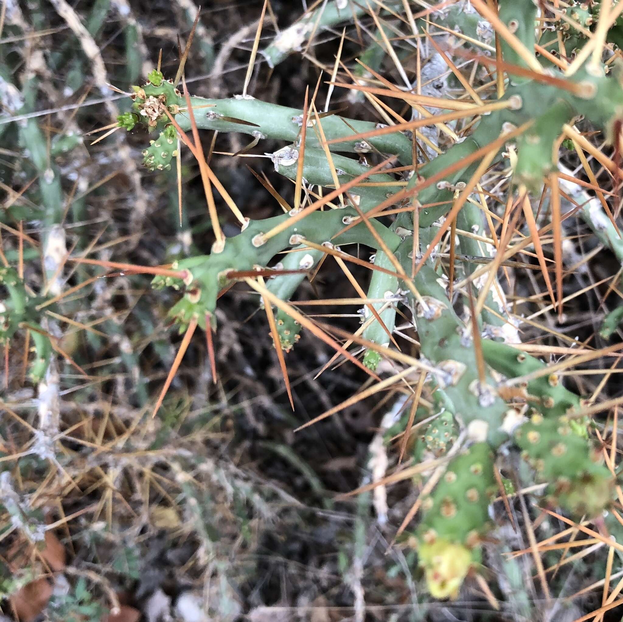 Image de Cylindropuntia caribaea (Britton & Rose) F. M. Knuth