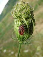 Image of Graphosoma italicum italicum