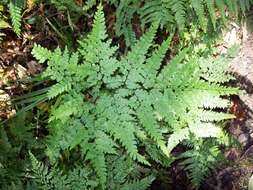 Image of maidenhair fern