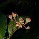 Sivun Lagerstroemia speciosa (L.) Pers. kuva