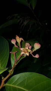 Sivun Lagerstroemia speciosa (L.) Pers. kuva