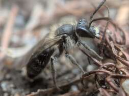 Image of Bradley's Andrena