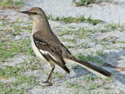 Image of Northern Mockingbird