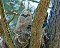 Image of Great Horned Owl