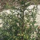 Image of Artemisia verlotiorum Lamotte