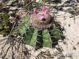 Image of Few-spined Turk's-cap Cactus