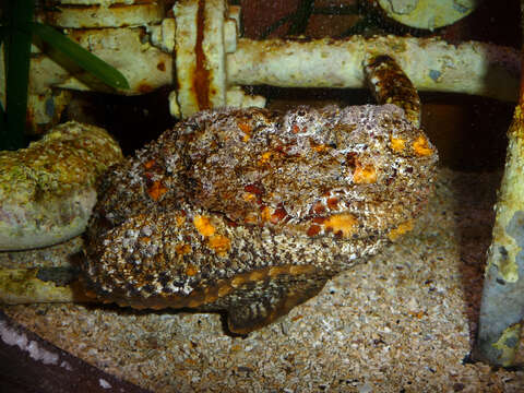 Image of Reef stonefish