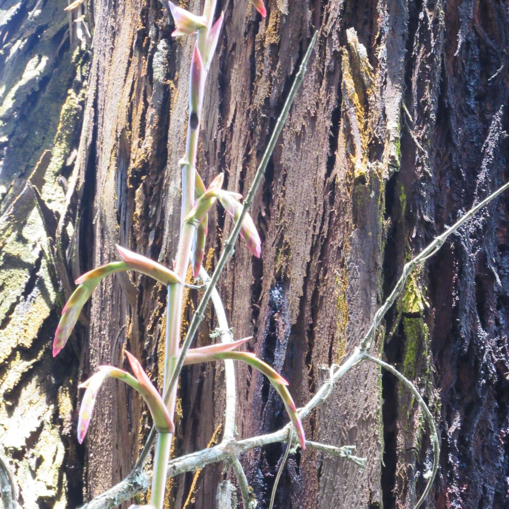 Image of Tillandsia denudata André