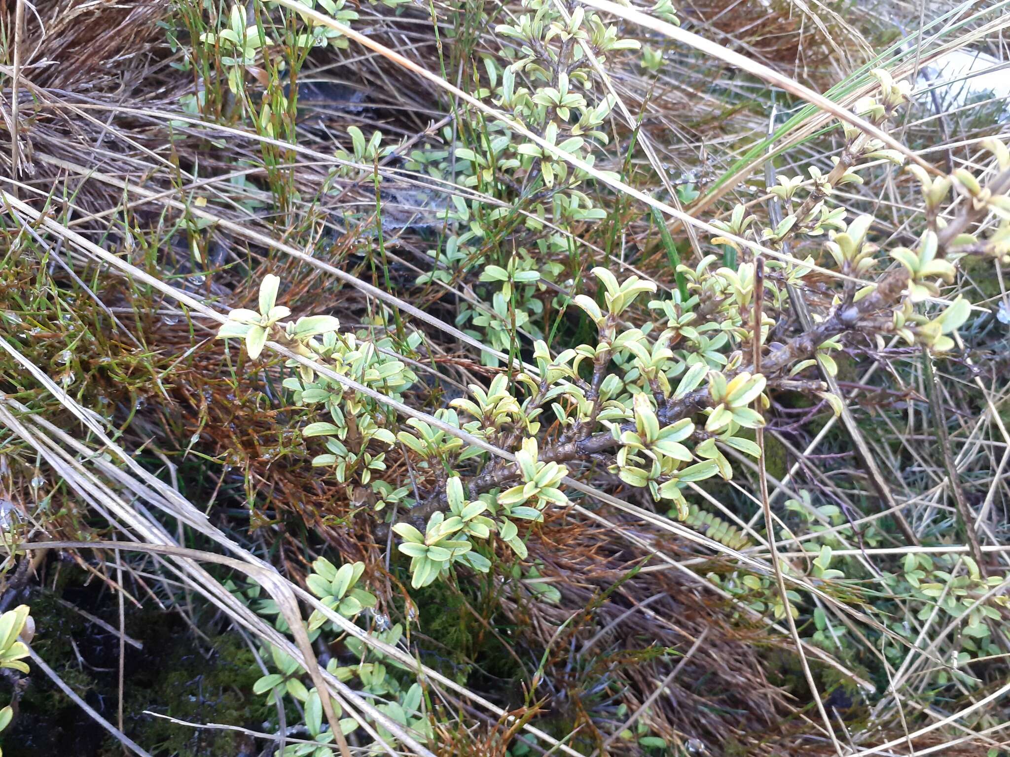 Image of Coprosma crenulata W. R. B. Oliv.