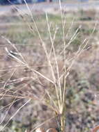 Image of Digitaria porrecta S. T. Blake