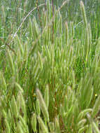 Image de Polypogon de Montpellier