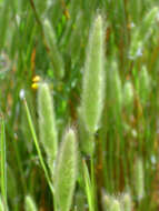 Image de Polypogon de Montpellier