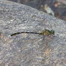 Image of Hemigomphus comitatus (Tillyard 1909)